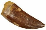 Serrated, Carcharodontosaurus Tooth - Excellent Preservation #270453-1